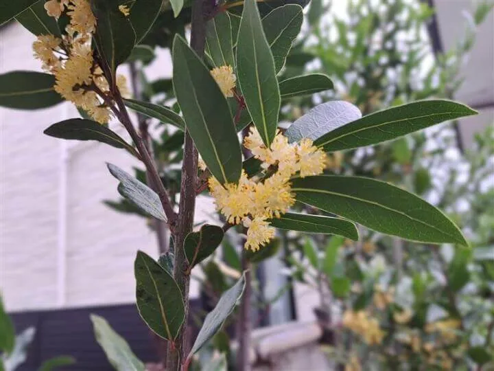 ゲッケイジュ　花